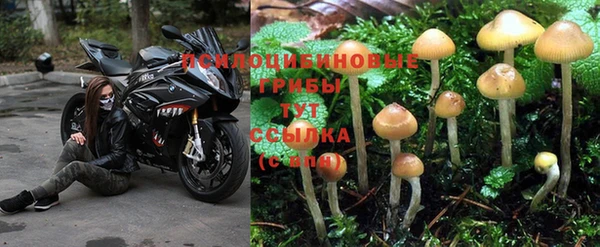 apvp Верея